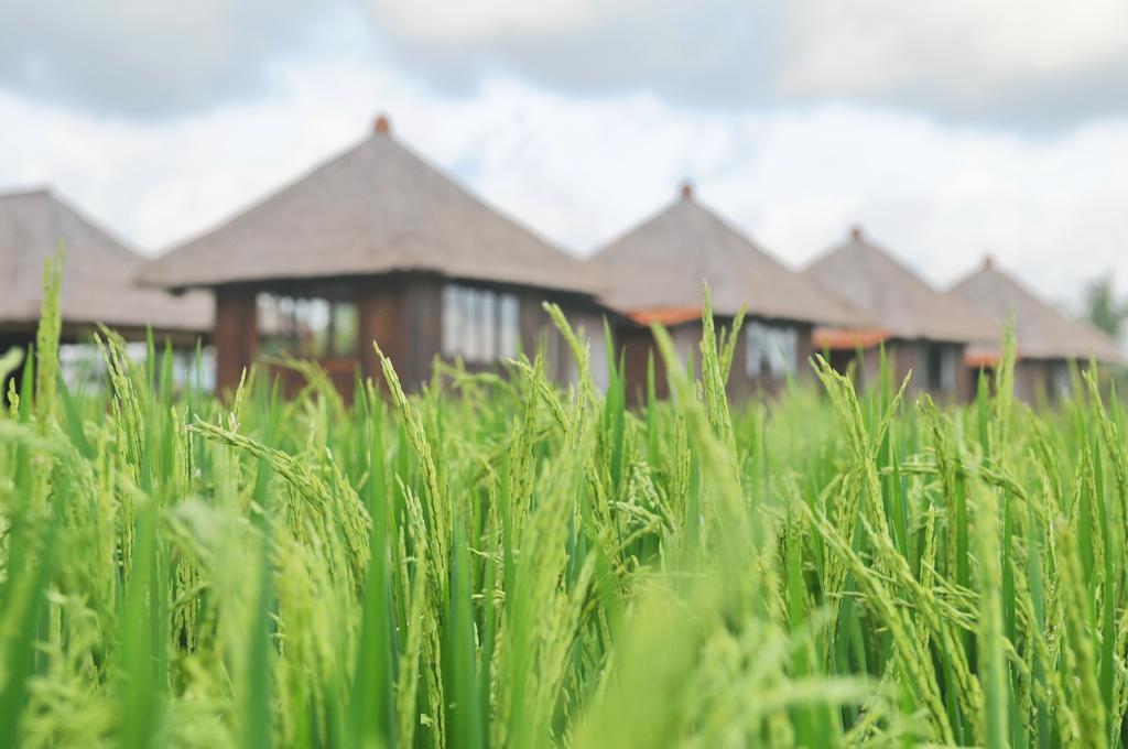 Taman Bintang Villa Ubud ภายนอก รูปภาพ